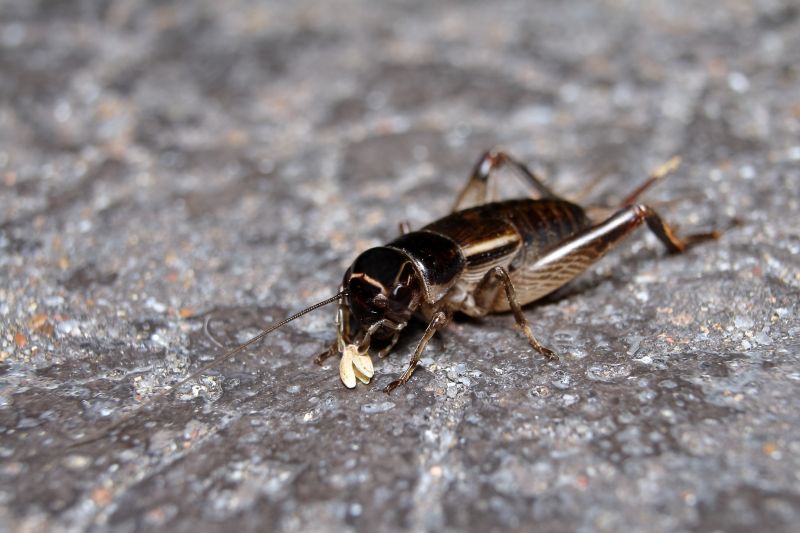Cricket Control Service in Denton, TX